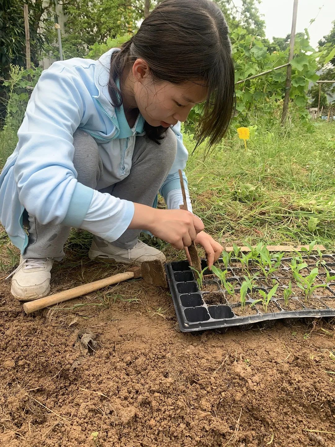 向日葵盆栽种植技术要点_向日葵盆栽种植技术与管理_向日葵盆栽种植技术