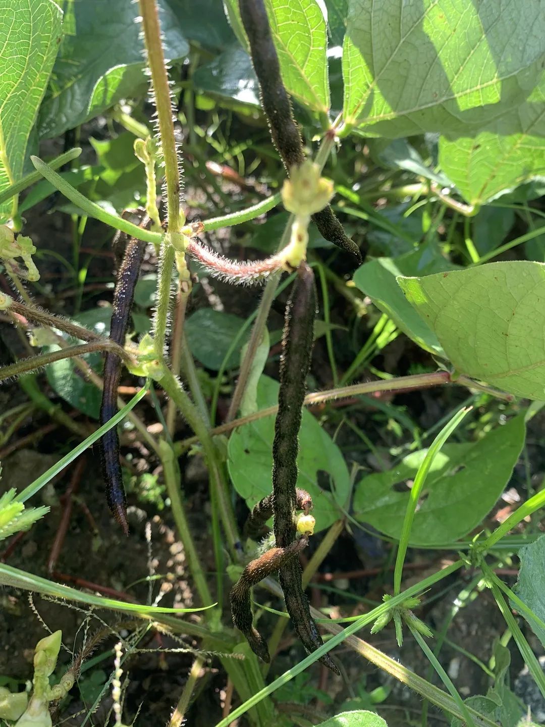 向日葵盆栽种植技术与管理_向日葵盆栽种植技术_向日葵盆栽种植技术要点