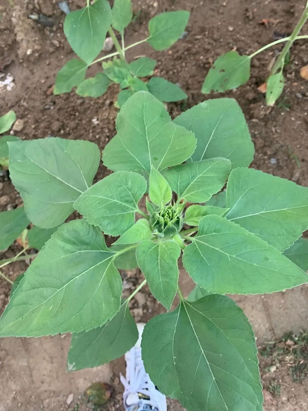 向日葵盆栽种植技术_向日葵盆栽种植技术要点_向日葵盆栽种植技术与管理