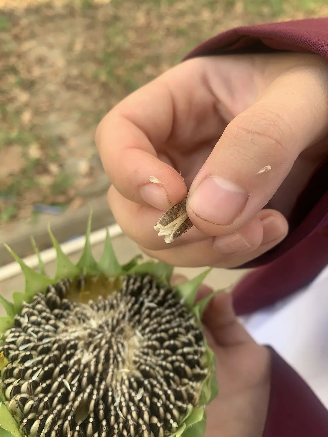 向日葵盆栽种植技术与管理_向日葵盆栽种植技术_向日葵盆栽种植技术要点