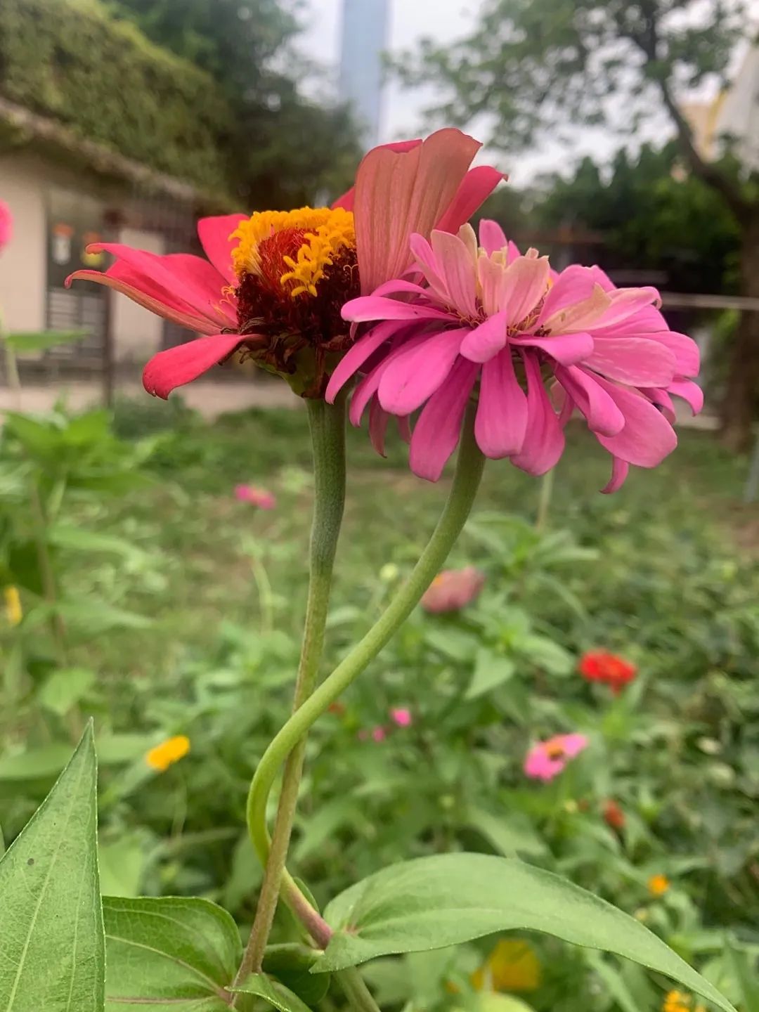 向日葵盆栽种植技术与管理_向日葵盆栽种植技术要点_向日葵盆栽种植技术