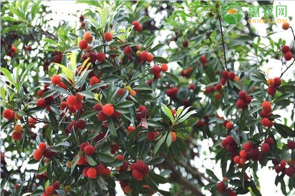 致富种植杨梅图片_种植杨梅 致富吗_种植杨梅赚钱吗