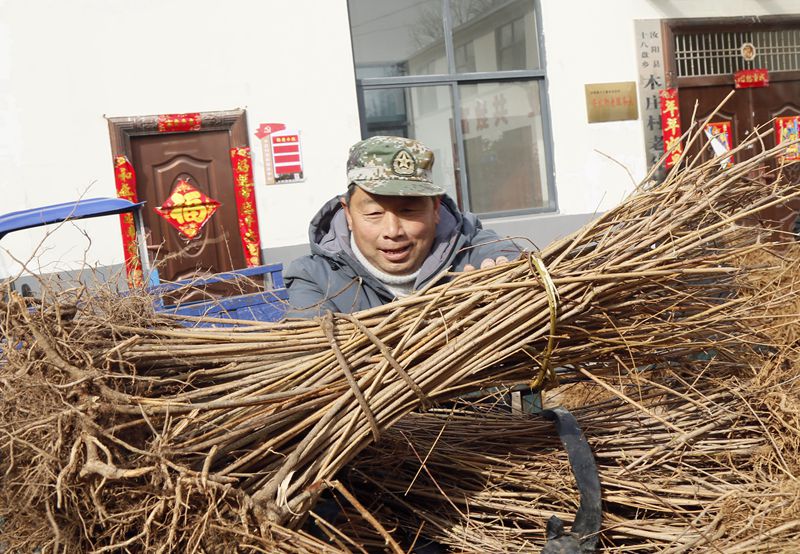 连翘种植项目实施方案_种植连翘的效益_连翘种植致富新闻