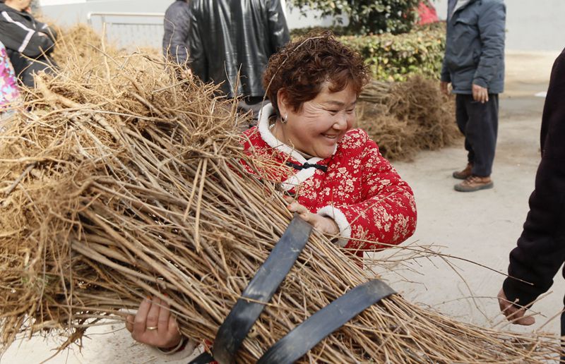 连翘种植致富新闻_连翘种植项目实施方案_种植连翘的效益