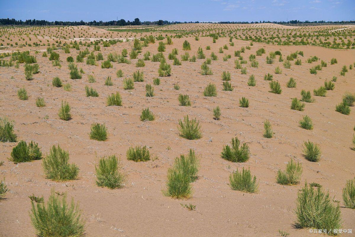 致富经内蒙治沙植物_内蒙古治沙植物_内蒙古治沙成果