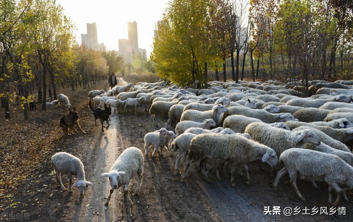 养山羊致富经视频播放_致富经养山羊视频全集_致富经深山养羊人视频