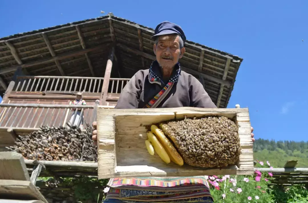 致富经宠物_致富项目养狗_致富经养殖狗视频大全