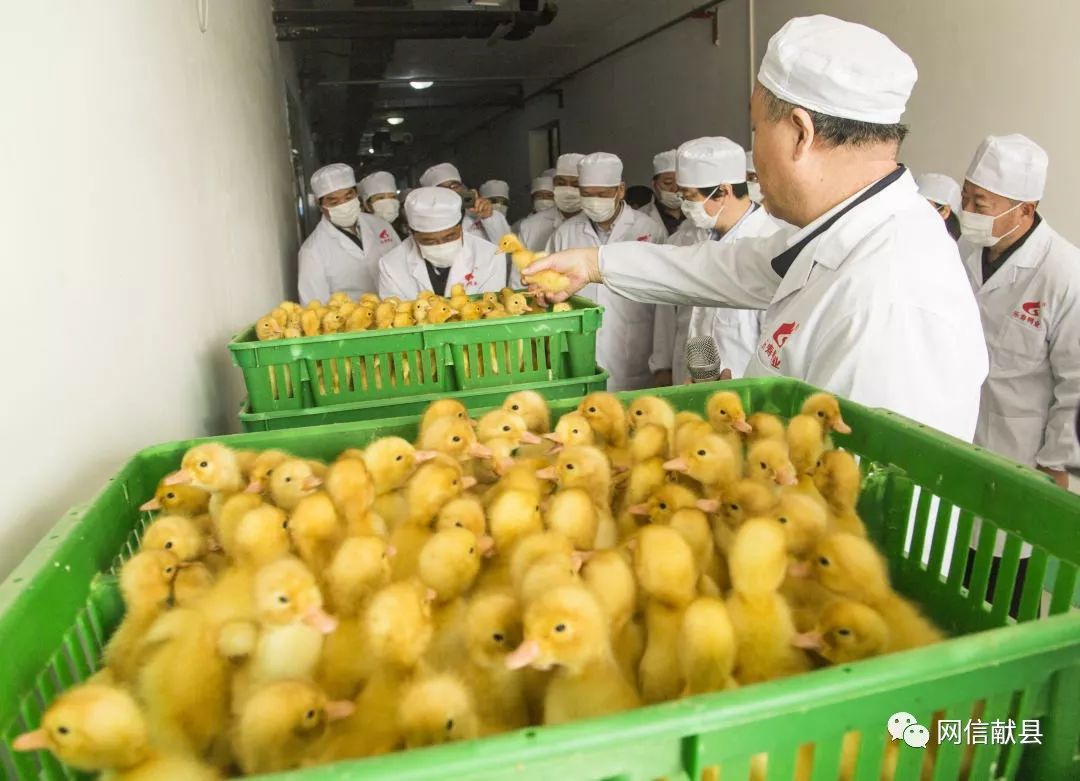 鸭子养殖肉技术与管理_鸭孑养殖技术_肉鸭子养殖技术