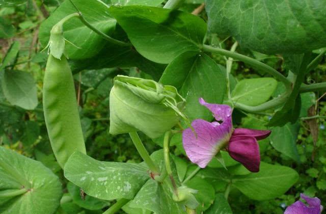 豌豆种植技术与管理视频_菜豌豆的种植技术视频_豌豆种植方法视频