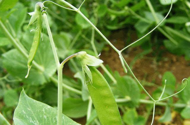 豌豆种植技术与管理视频_豌豆种植方法视频_菜豌豆的种植技术视频