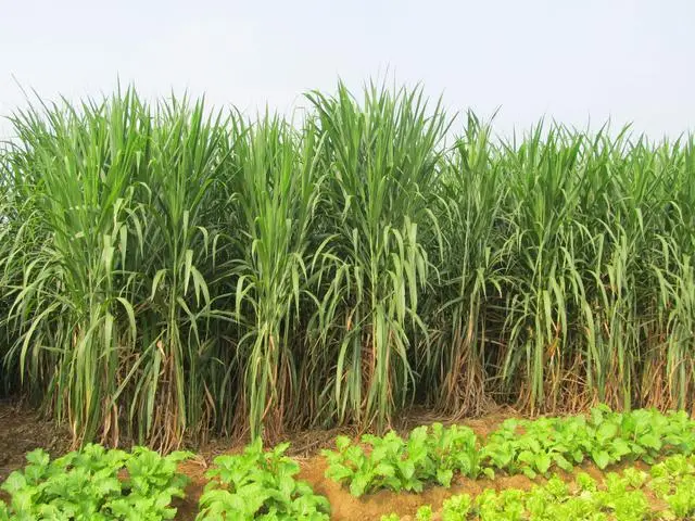 室内种植业致富项目_室内种植什么可以发家致富_室内种植商机