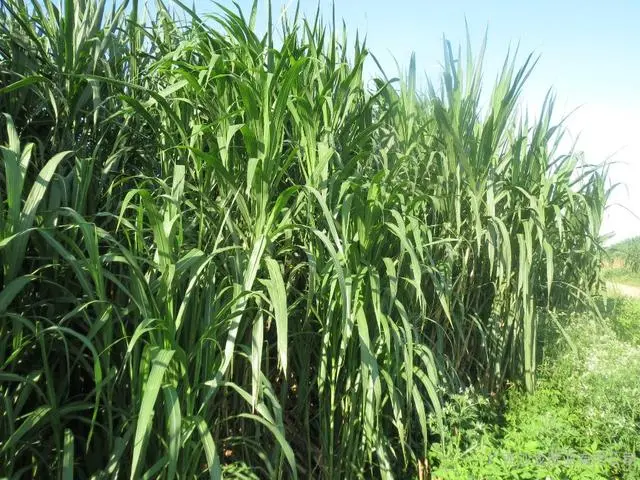 室内种植业致富项目_室内种植什么可以发家致富_室内种植商机