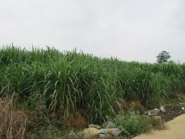 室内种植业致富项目_室内种植什么可以发家致富_室内种植商机