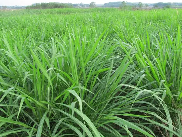 室内种植商机_室内种植什么可以发家致富_室内种植业致富项目