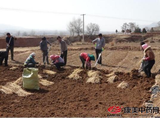 冬种植荆芥技术天天浇水吗_种植荆芥适合什么天气_冬天荆芥的种植技术