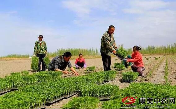 种植荆芥适合什么天气_冬天荆芥的种植技术_冬种植荆芥技术天天浇水吗