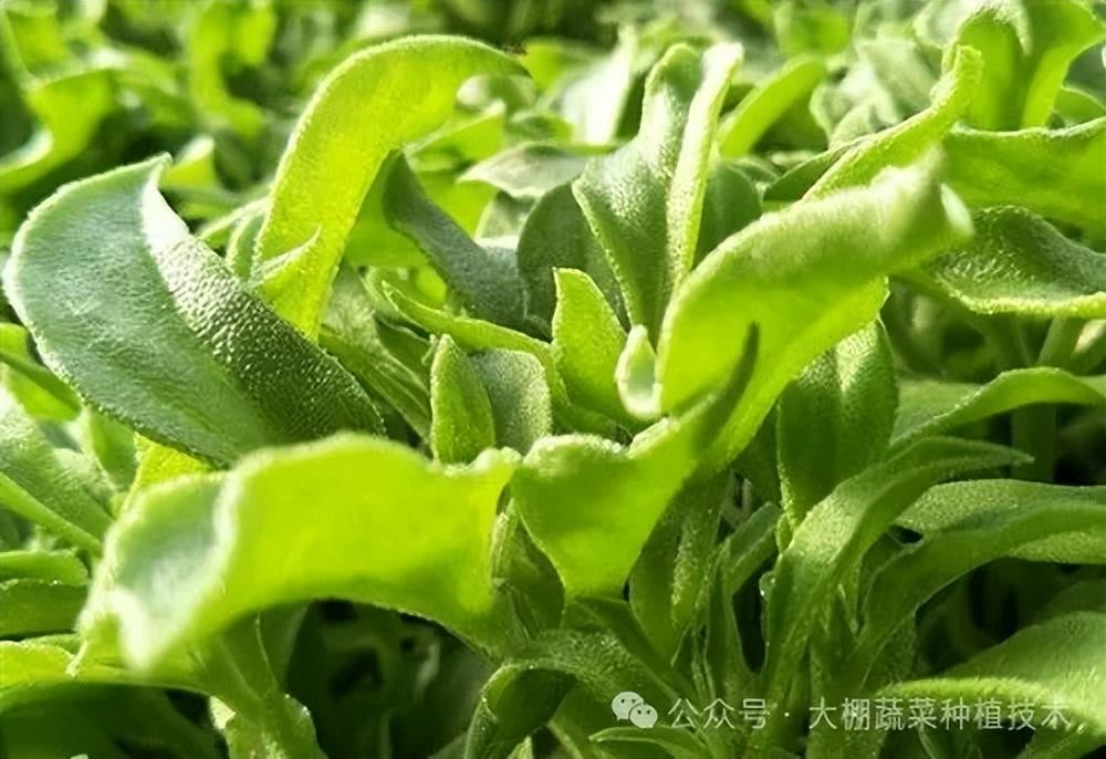 大鹏蔬菜种植技术及流程_大鹏蔬菜怎么种_大鹏种植蔬菜技术