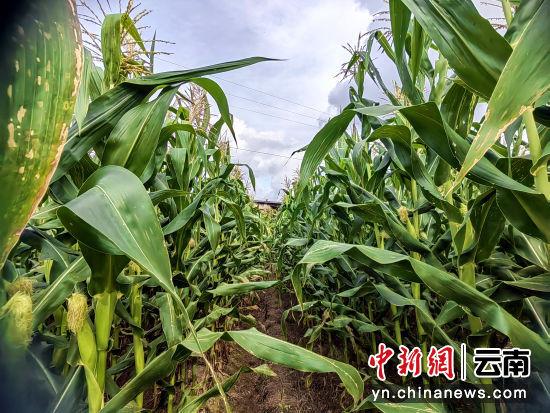 未来农民种植什么致富_农民致富种植项目_致富经创业项目农村种植业