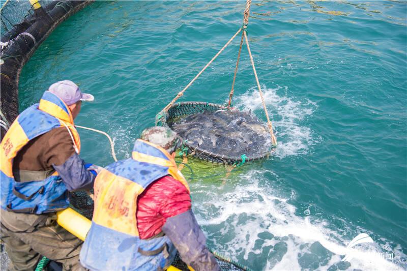 海参网箱养殖技术要点_海参养殖网箱技术视频_海参网箱养殖技术