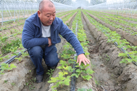 致富豆养殖种子图片_种豆养殖致富_致富经豆制品