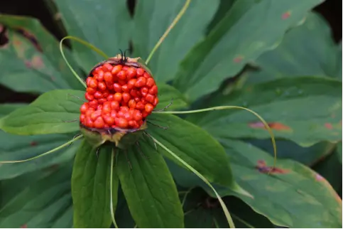 重楼种植技术教程_种植重楼的种植方法_怎么种植重楼技术