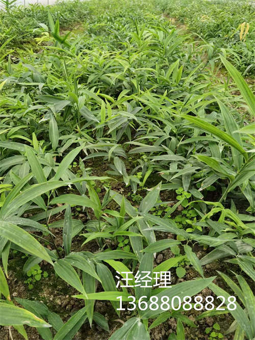 农科源详谈-黄精种苗的种植技术