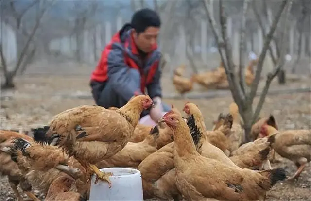 致富经蔡疯子养青蛙_致富经蔡疯子养青蛙_致富经蔡疯子养青蛙