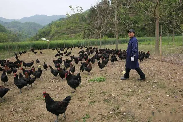 致富经蔡疯子养青蛙_致富经蔡疯子养青蛙_致富经蔡疯子养青蛙