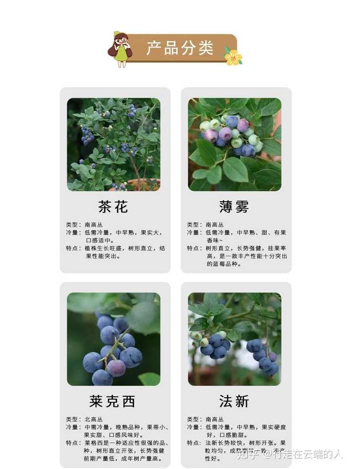 北方适合种哪种蓝莓？