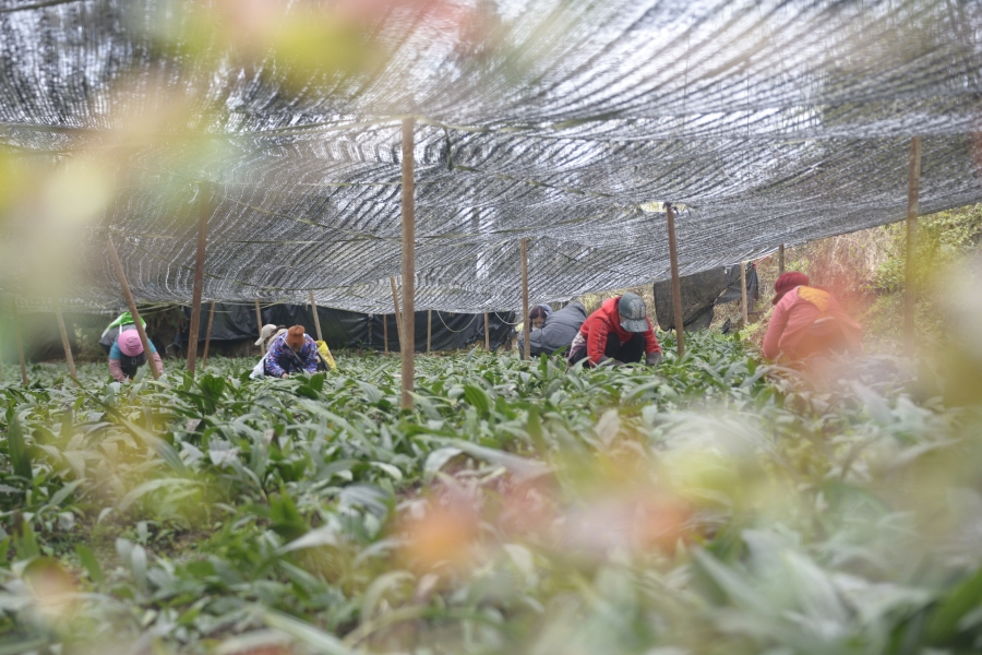 百里杜鹃：中药材种植开启致富金“药”匙