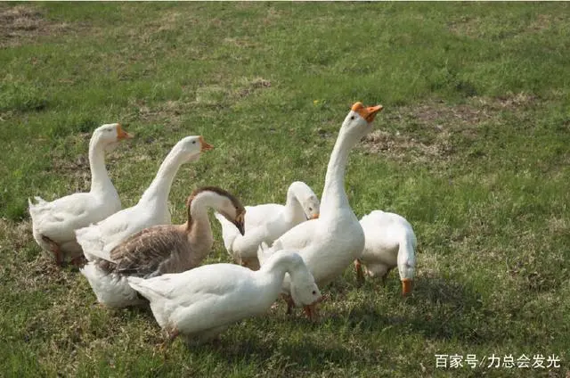 肉鹅养殖技术要点_肉鹅的饲养与管理技术视频_小肉鹅养殖技术