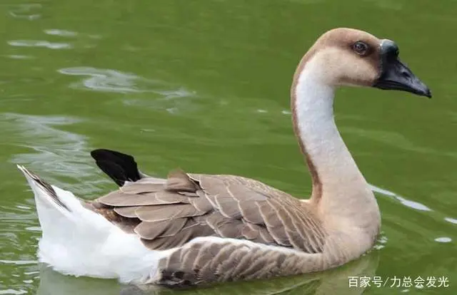 肉鹅的饲养与管理技术视频_小肉鹅养殖技术_肉鹅养殖技术要点