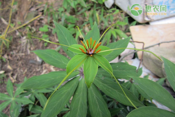 教程种植重楼技术要求_怎么种植重楼技术_重楼种植技术教程