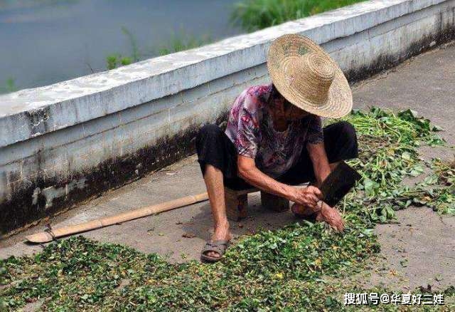 科技苑红薯喂猪_红薯喂猪致富经_致富经红薯喂猪