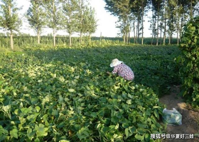 红薯喂猪致富经_科技苑红薯喂猪_致富经红薯喂猪