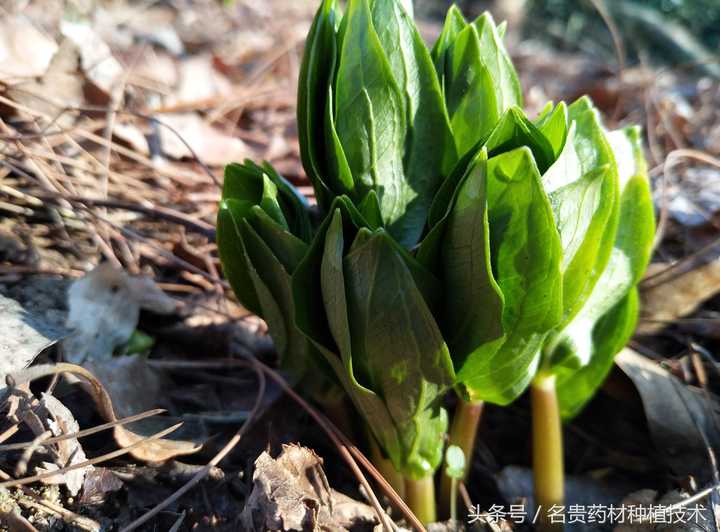 种植重楼是不是骗局_种植重楼赚钱吗_重楼种植技术骗局