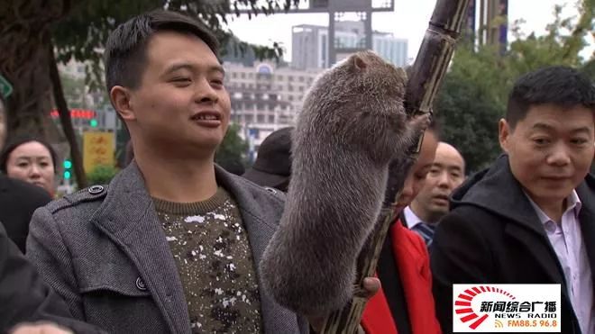 中央台致富经联系方式_中央台致富节目_中央七台致富经栏目竹鼠