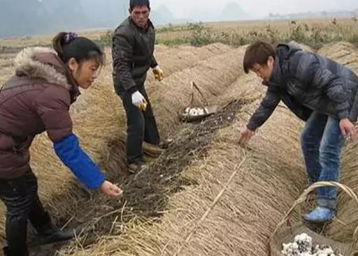 野生平菇养殖技术_平菇仿野生栽培_野生菌平菇