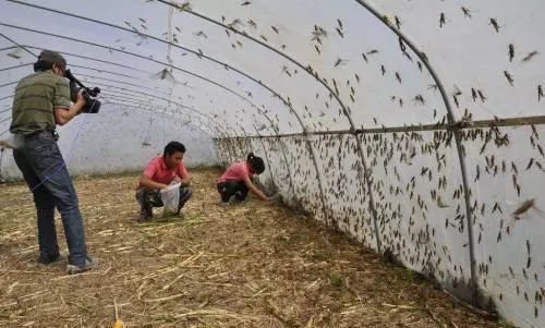 致富经养殖蝗虫_2021养殖蝗虫的前景_致富养殖蝗虫赚钱吗