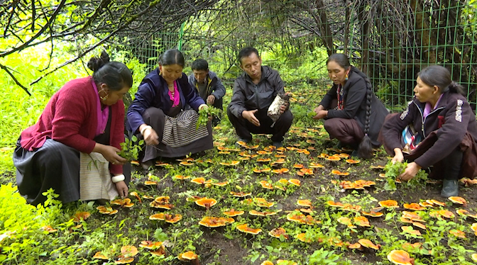 灵芝种植敲开吉隆群众“致富门”