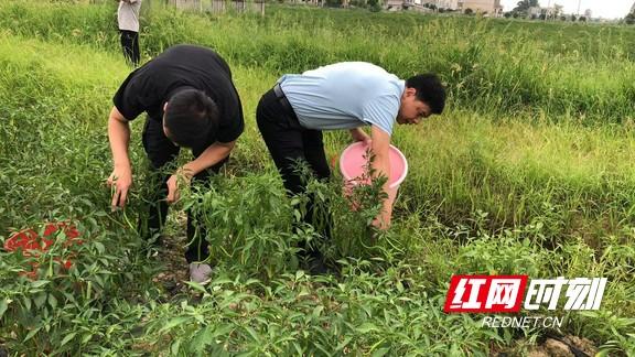 赫山欧江岔镇：现代农业示范辣椒种植基地迎来大丰收