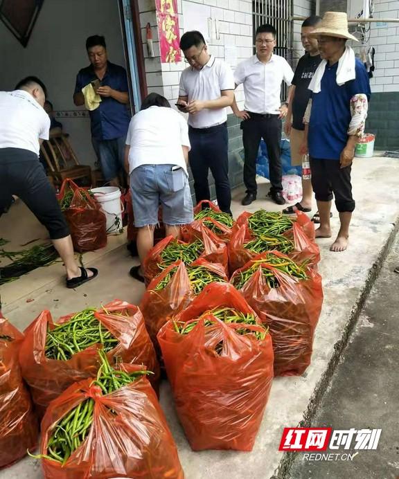 种植业致富项目前景好_致富种植益阳行业怎么样_益阳种植致富行业