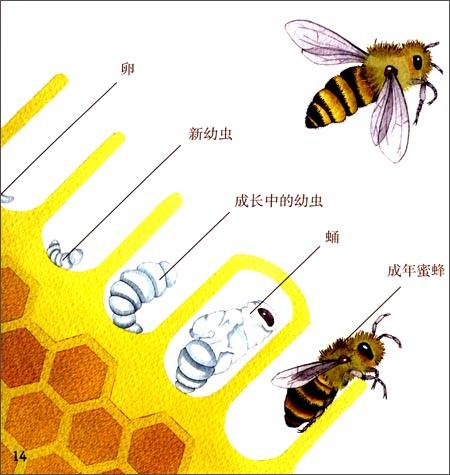 蜜蜂养殖技术书籍在线阅读_蜜蜂养殖书籍下载_蜜蜂养殖实用技术书籍