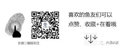 锦鲤鱼养殖技术视频播放_锦鲤鱼池塘养殖技术_鲤锦鱼怎么养