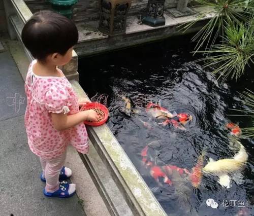 锦鲤鱼池塘养殖技术_锦鲤鱼养殖技术视频_锦鲤养殖池建造过程图