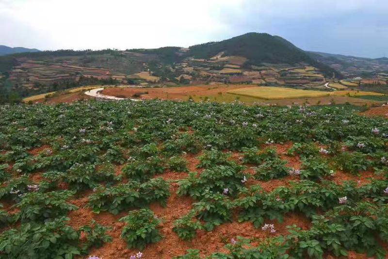 云南种树致富_云南种植什么致富_云南种植业什么最赚钱