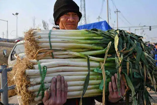 致富粮食种植农民作文_农民种植粮食的辛苦_粮食种植农民致富