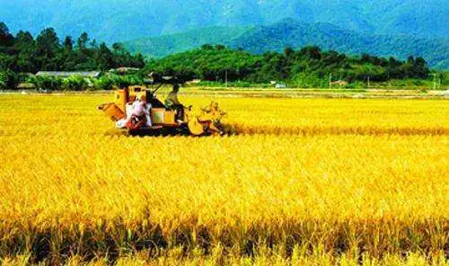 粮食种植农民致富_农民种植粮食的辛苦_致富粮食种植农民作文