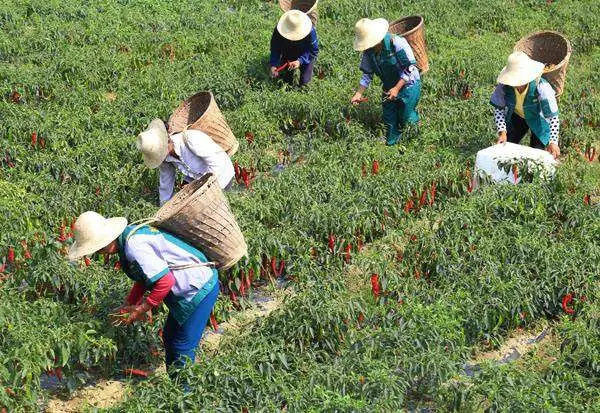 粮食种植农民致富_农民种植粮食的辛苦_致富粮食种植农民作文