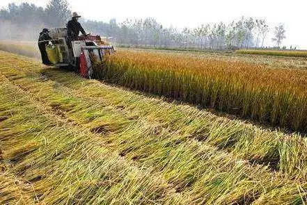 粮食种植农民致富_致富粮食种植农民作文_农民种植粮食的辛苦